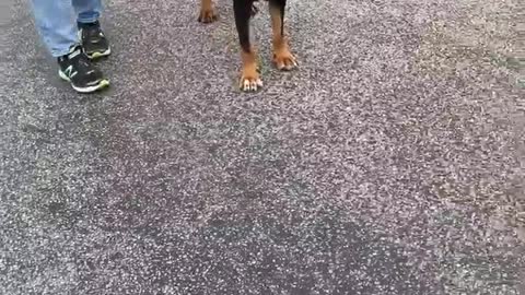 #25 female bloodhound