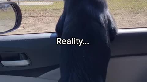 My dogs PRECEPTION vs REALITY! LOL! Funny!