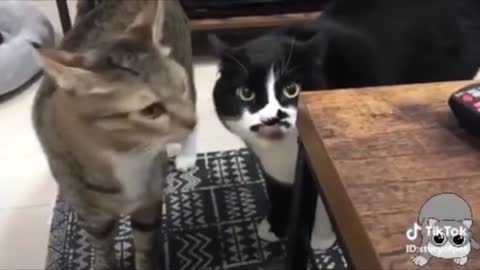 Cats talking !! These cats can talk in English