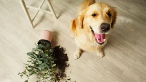 Golden retriever dropping flower in living room top view. Dog looking in camera with guilty view