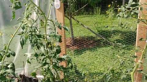 High tunnel tomato problem