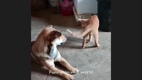 funny cat videos 2024 _ funny animal videos _ cats fail moments 2024 _ try not to laugh