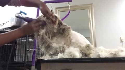 Grooming your Scared, Aggressive and Matted Dog