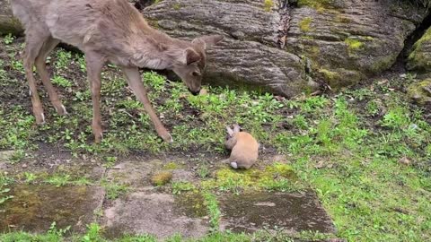 Cute baby deer listens to human's advice to be gentle to bunny rabbit