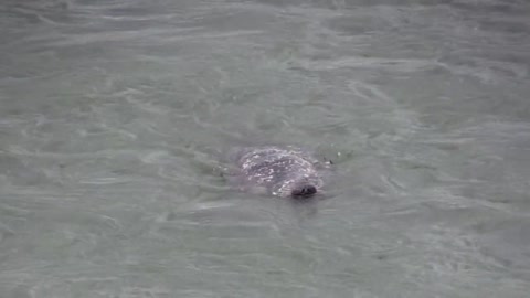 Sea Bird Scare a Crocodile Away