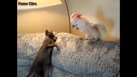 Funny Animal Funny Cat and Parrot