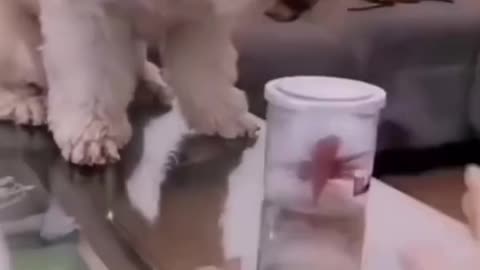 Funny and Smartest Puppy😁😁