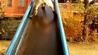 Dog invented new sliding method in his first attempt on slides.
