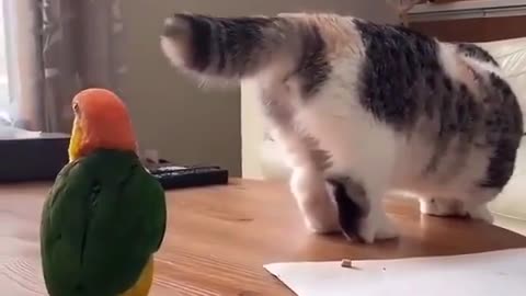 parakeet fighting with cat