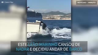 Leão-marinho pega carona em embarcação