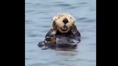 Little sea lion loves to take a bath