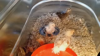 Chicks are 4 weeks old and growing