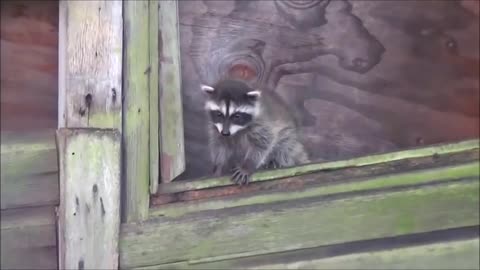 Baby Trash Pandas