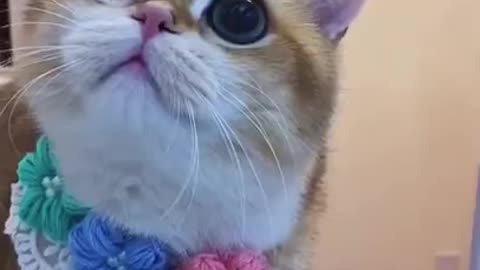 Make Your Day with this cute cat