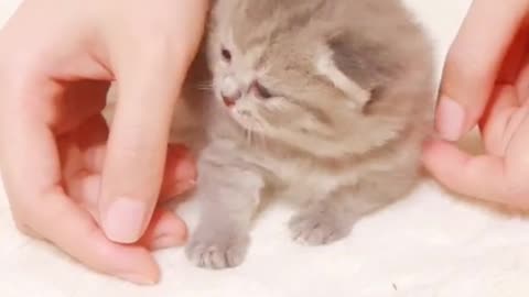 Massage for cute cat