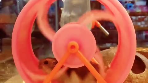 Pet hamster