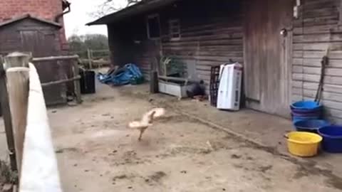 flying chicken
