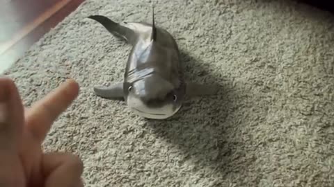Cutest baby shark, happy shark