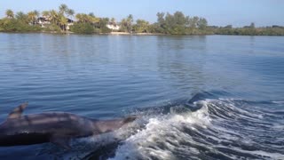 Dolphin having fun in our wake!