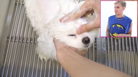 Hairdresser reacts to cute dog haircuts