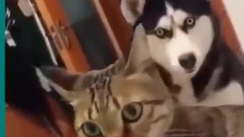 Best Funny Animals Videos - Cute Cats😹 and Crazy Dogs🐶 Videos 2022 Compilation!