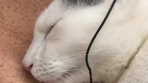 Cute cat listening and dancing,,