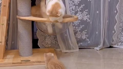 When the baby cat treats his mother as a training object