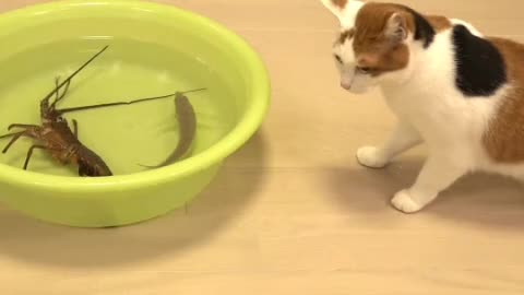 Funny cat video. 😂