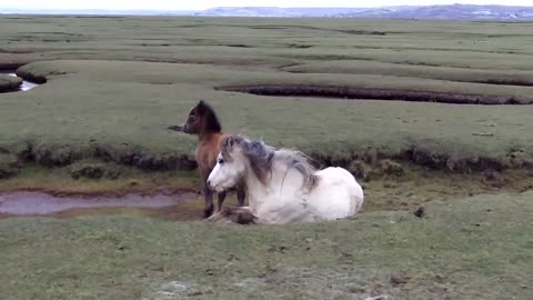 RSPCA Heroes Rescue Pony And Her Foal