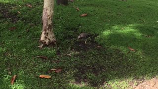 Pigeons fights for the territory