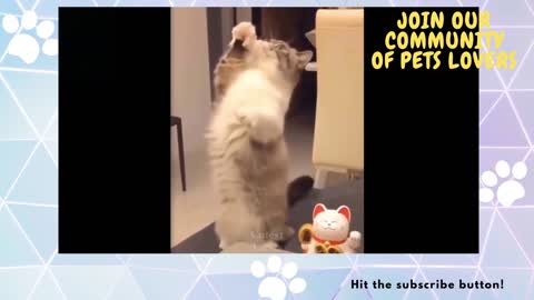 Cutie And Funny Cats Pets