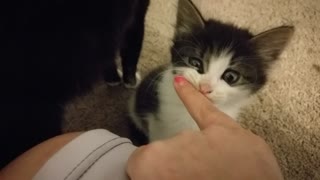 Curious kitten is the cutest you've ever seen