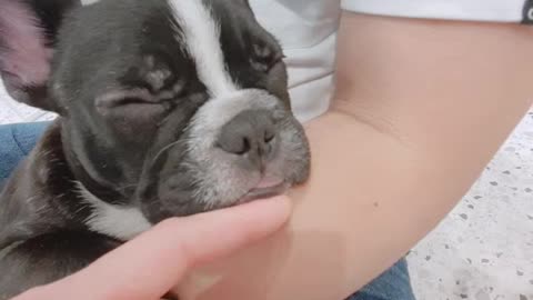 Adorable puppy sleeping on his arm