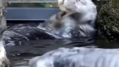 otters enjoying a good bath.