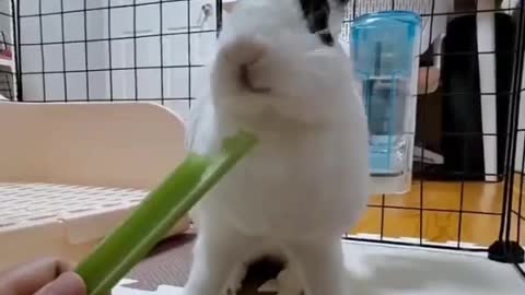 Cute Baby Bunny Rabbit - Cutest Animals & Cutest Baby Animals