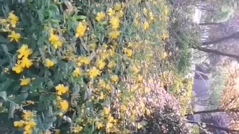 Yellow flowers. fragrant