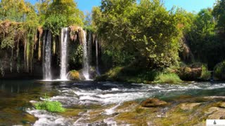 Calm music Mind Refresh Forest Scenery