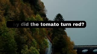 Dad Jokes Tomato