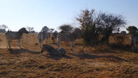 A Herd Of Zebras Resting On The Ground