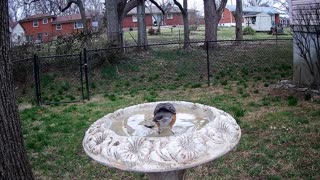 Robin at bird bath March 18, 2021