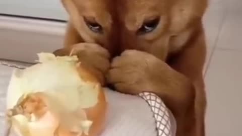 puppy is angry #short video