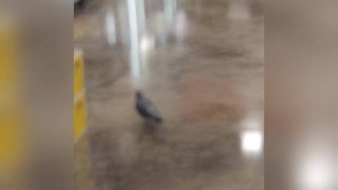 Beautiful dove walking at shop