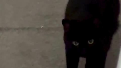 Adopting a Cat from a Shelter Vlog - Cute Precious Piper is Doing Her Panther Walk #shorts