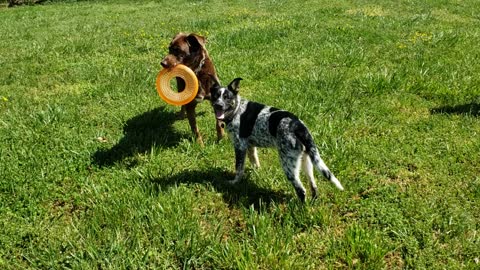 Totem & Julep tugging on the Frisbee Apr 11, 2021