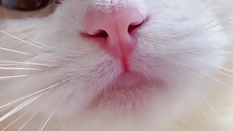 Cute Cat meowing - irresistible sound