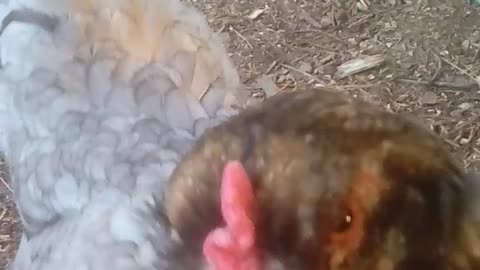 This 8 year old chicken still hanging in there