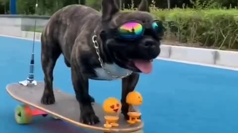 Puppy is riding on a skateboard