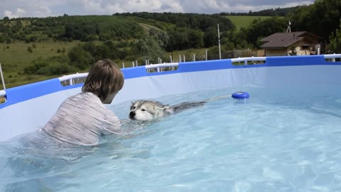 Сute husky learns to swim in the pool