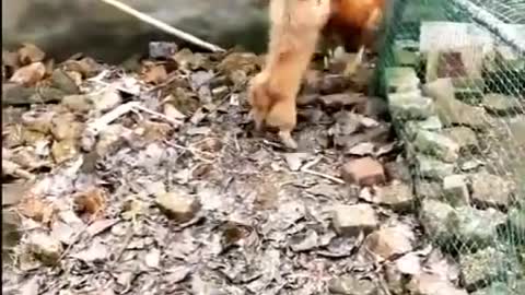 Chicken Crashed with Dog Fight - Funny Dog Fight Videos