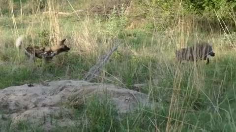 Big Battle Craziest of Warthog vs Wild Animal Wild Dogs Rhino Zebra, Tiger vs Wild Boar